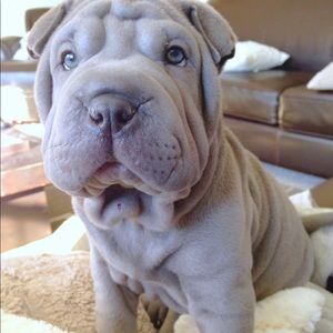 Meet your Posher, Jazmin